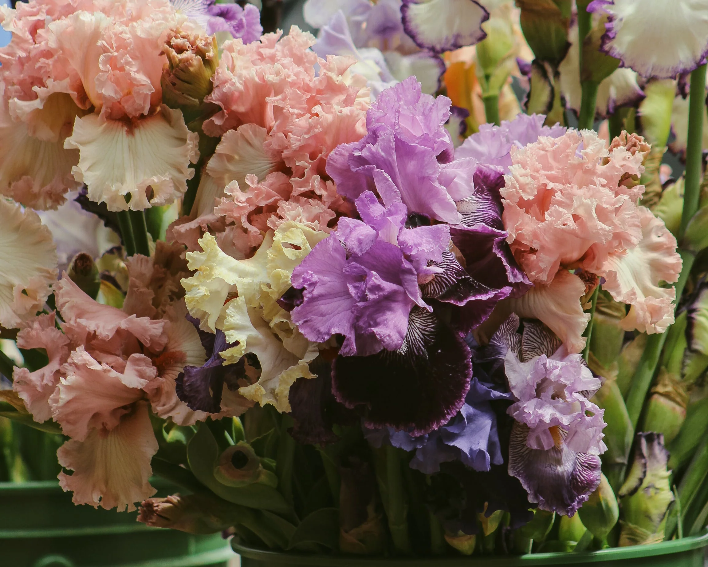 Timeless Elegance in Every Bloom