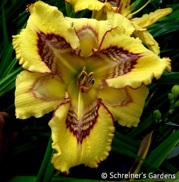 Complex Fractal